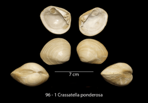 096 – 1 Crassatella ponderosa