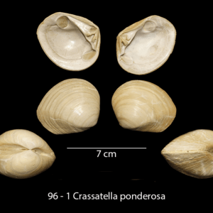 96 – 1 Crassatella ponderosa
