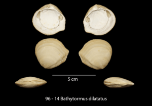 096 – 14 Bathytormus dilatatus