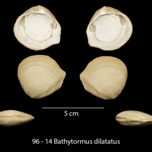 96 – 14 Bathytormus dilatatus