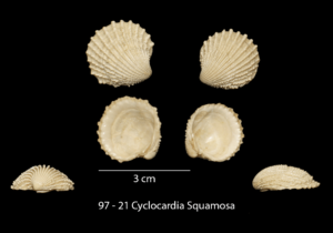 097 – 21 Cyclocardia Squamosa