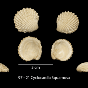 97 – 21 Cyclocardia Squamosa