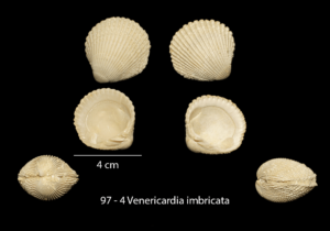 097 – 4 Venericardia imbricata