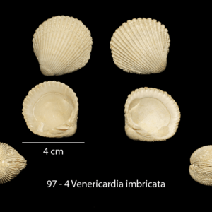97 – 4 Venericardia imbricata