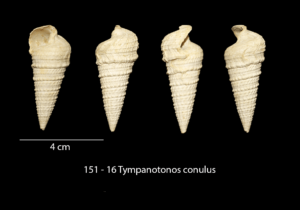 151 – 16 Tympanotonos conulus