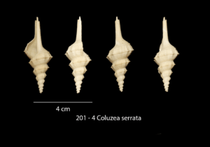 201 – 4 Coluzea serrata