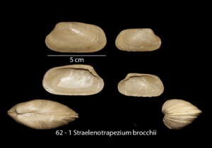 062 – 1 Straelenotrapezium brocchii