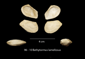 096 – 10 Bathytormus lamellosus