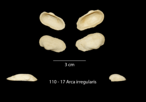 110 – 17 Arca irregularis