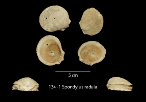 134 -1 Spondylus radula