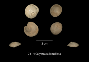 073 – 4 Calyptraea lamellosa