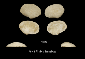 078 – 1 Fimbria lamellosa