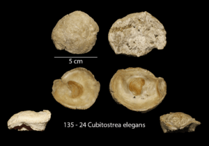 135 – 24 Cubitostrea elegans