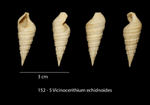 152-5 Vicinocerithium echidnoides