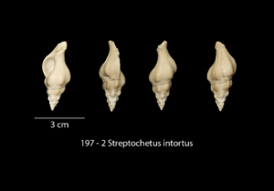 197 – 2 Streptochetus intortus