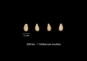 208 bis – 1 Gibberula ovulata