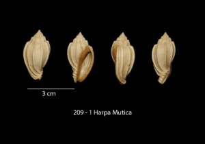 209 – 1 Harpa Mutica