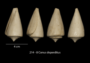 214 – 8 Conus deperditus