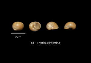 061 – 1 Natica epylottina