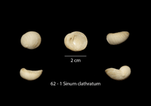 062 – 1 Sinum clathratum