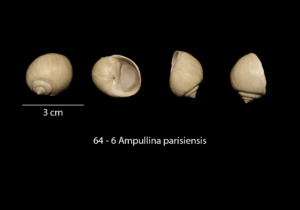 064 – 6 Ampullina parisiensis