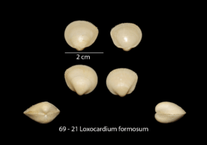 069 – 21 Loxocardium formosum