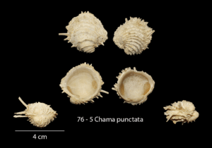 076 – 5 Chama punctata