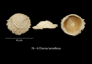 076 – 6 Chama lamellosa