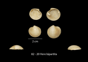 082 – 20 Here bipartita