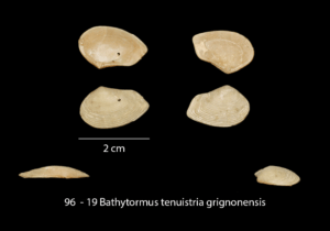 096 – 19 Bathytormus tenuistria grignonensis