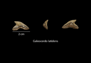 Galeocerdo latidens