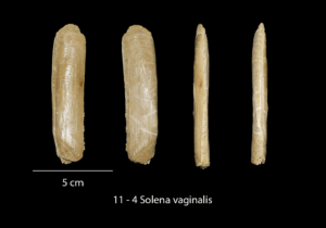 011 – 4 Solena vaginalis