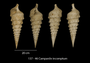 137- 46 Campanile incomptum