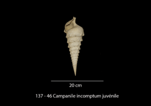 137- 46 Campanile incomptum juvénile