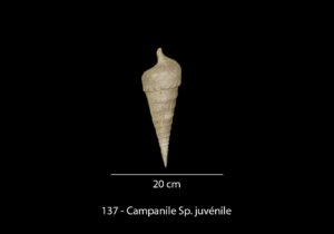 137 Campanile sp. juvénile