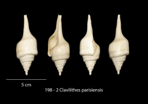 198 – 2 Clavilithes parisiensis