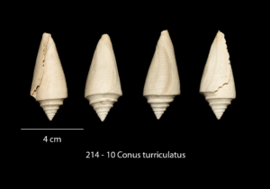 214 – 010 Conus turriculatus