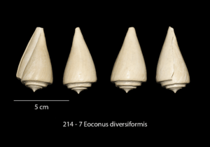 214 – 7 Eoconus diversiformis