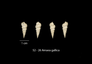 052 – 26 Amaea gallica