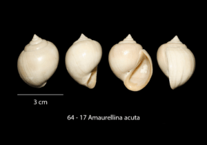 064 – 17 Amaurellina acuta