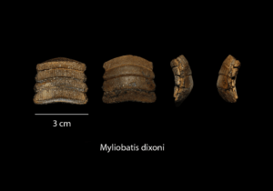 Myliobatis dixoni